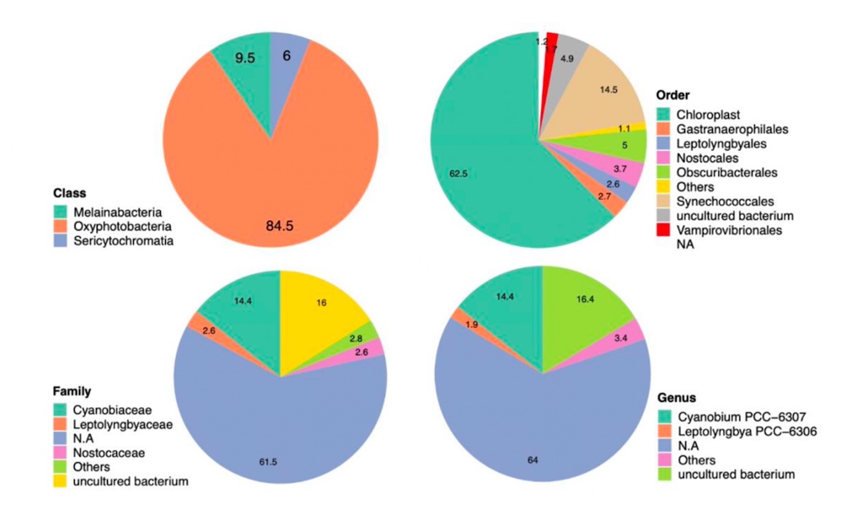 Figura 1. Abundancia relativa a diferentes niveles de resolución taxonómica del filo Cyanobacteria