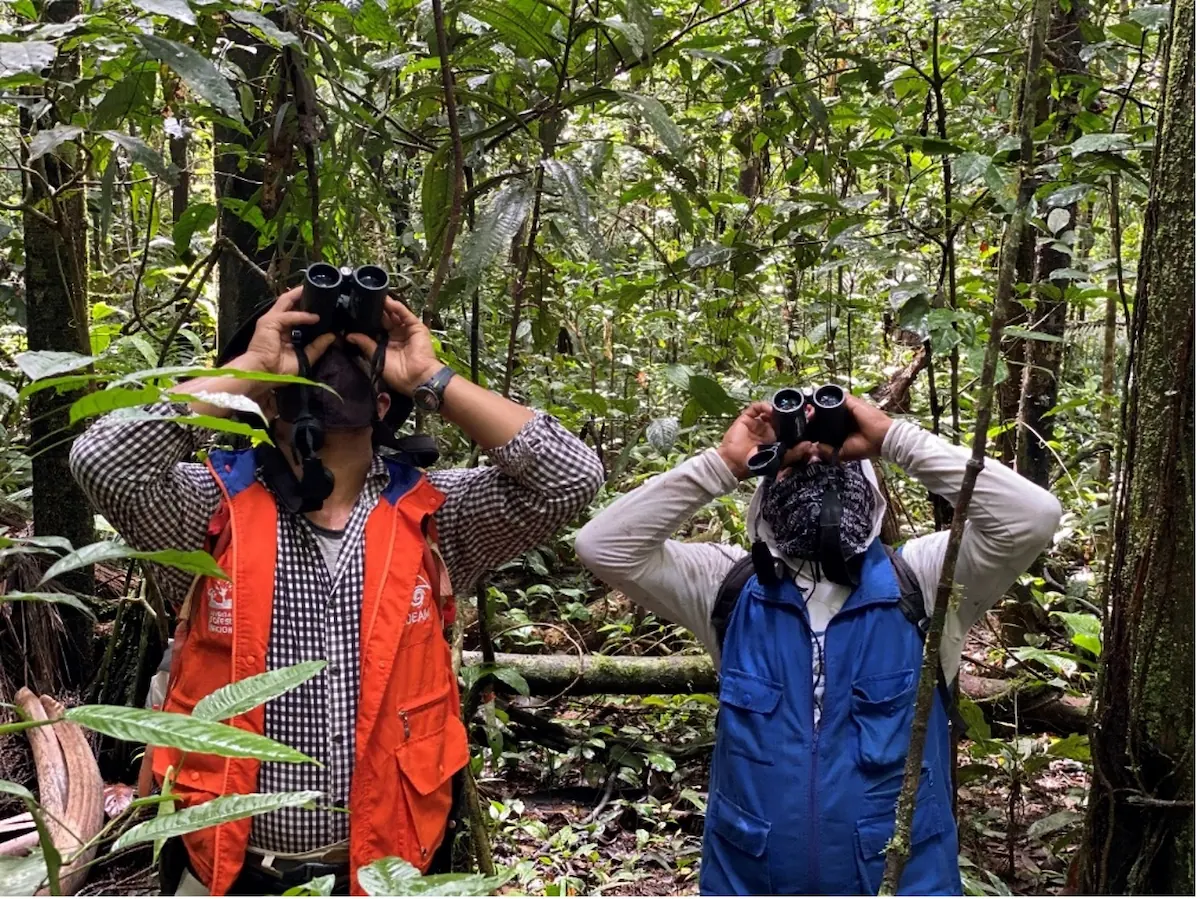 Figura 1. Actividad de los co-investigadores locales de la Comunidad de Palmeras - uso de binoculares para el monitoreo de la fenología en la megaparcela permanente de 25 hectáreas en el PNN Amacayacu.