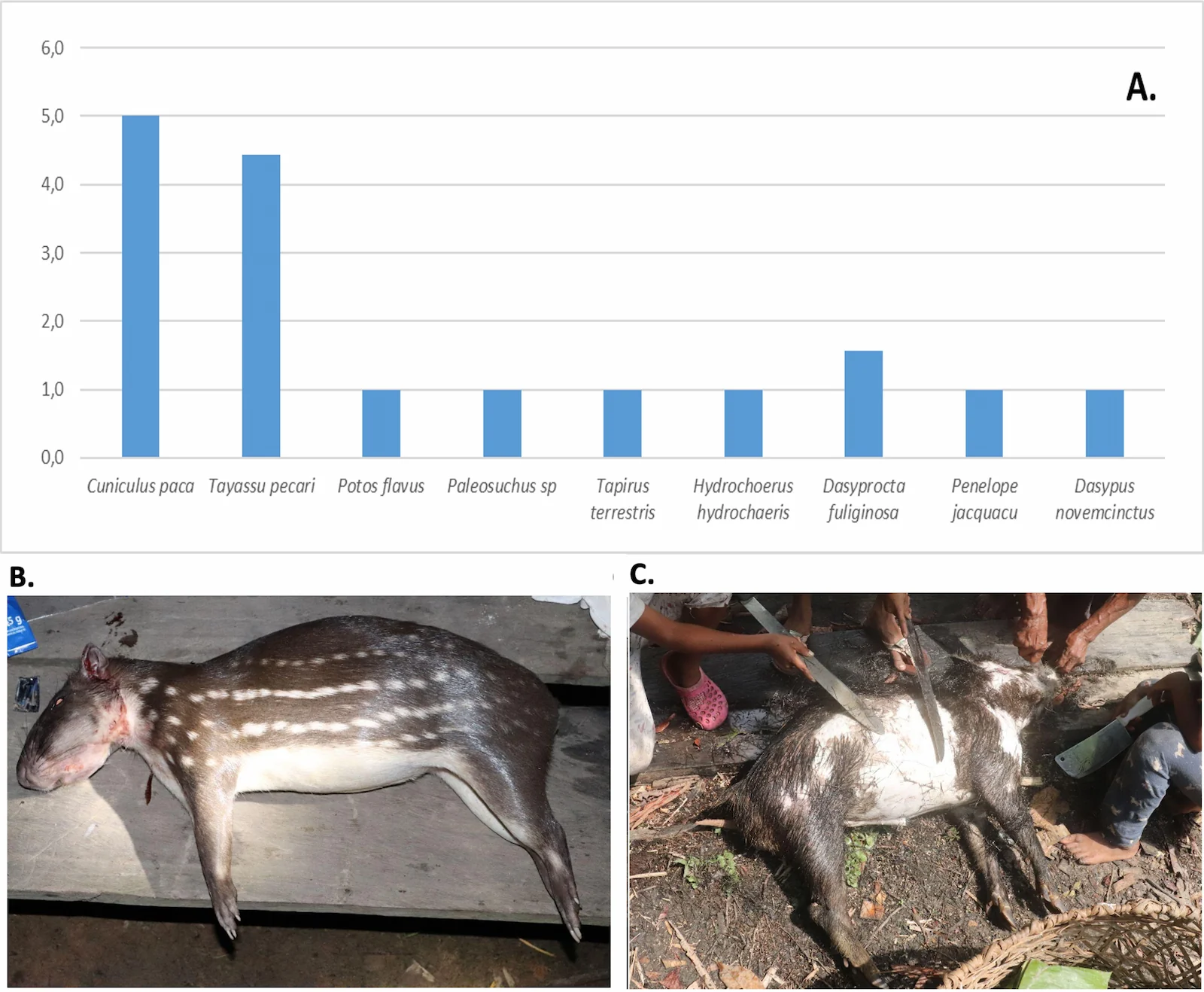 Figura 1. Uso de fauna en la comunidad de Arara. A. Niveles de uso registrados y especies más cazadas en la zona: B. Boruga (Cuniculus paca) y C. Puerco de monte (Tayassu pecari)