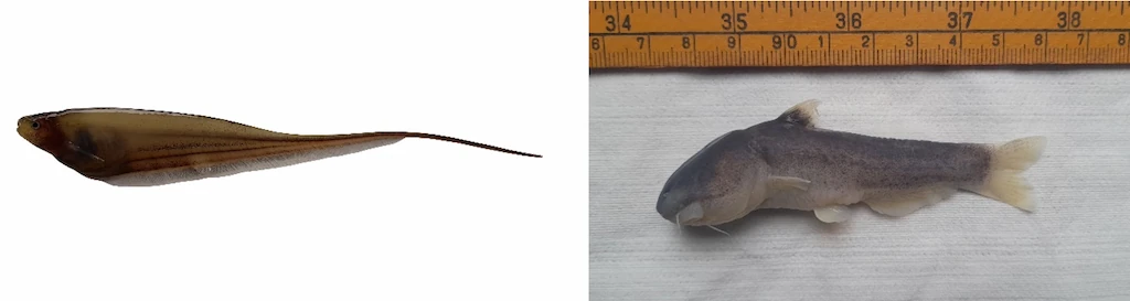 Figura 2: Especies en proceso de descripción, Izquierda: Eigenmannia sp. nv. procedente del Putumayo. Derecha: Cetopsis sp. nv. recolectada en el Vaupés.