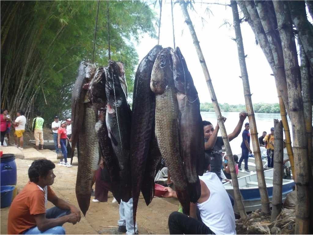 Figura 3. Venta de pescado en el puerto de San Victorino en Mitú, Vaupés